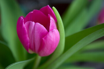 Fototapeta na wymiar One pink tulip close-up