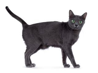 Adult Korat cat, standing side ways. Looking towards camera with intens green eyes. isolated on a white background.