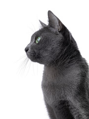 Head shot of adult Korat cat, sittingg side ways. Looking away from camera showing profile and intens green eye. isolated on a white background.