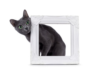 Adult Korat cat, looking curious around corner of empty picture frame. Looking towards camera with intens green eyes. isolated on a white background.