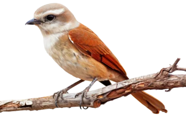 Fotobehang Perched: Shrike Rests on Wooden Branch isolated on transparent Background © aneeb