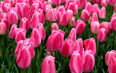 Field of thousands blooming pink tulips close-up at Emirgan Park during the annual Tulip Festival in Istanbul, Turkey