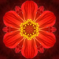 #Caleidoscopio #Kaleidoscope #Mandala #Floral #Flor