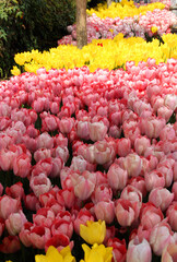 Thousands of bright pink and yellow tulips close-up at Goztepe Park during the annual Tulip...