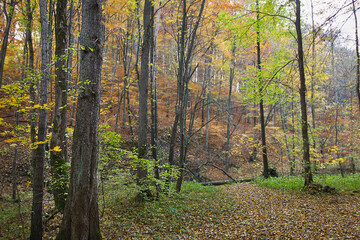 Autumn landscape golden autumn in the forest