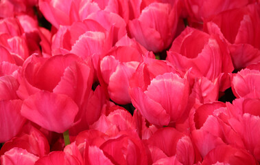 Close-up photo of big bright pink tulips illuminated by sunlight at Goztepe Park during the annual...