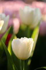 white tulips flower in close up - 775116643