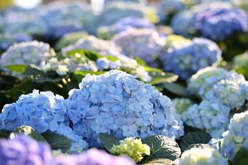 blue hydrangea flower in close up - 775116646