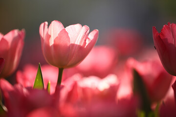 pink tulip flowers in close up - 775117046