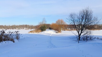 In winter, the lake is covered with ice and snow is laid on top. The reeds are in the ice. Pine, willow and birch trees grow on the shore, and there is a path in the snowdrifts. Sunny winter weather