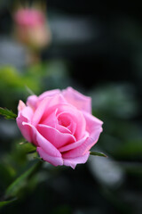 pink rose flower in close up