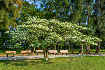 The white flowers of Chinese Fringe tree(Chionanthus retusus).