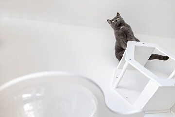 A cat of British breed sits on white cat furniture under the ceiling on a white wall in the...