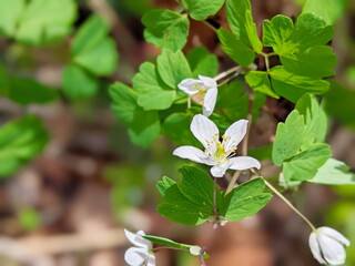 Spring in the wild in the forest is blooming Isopyrum thalictroides