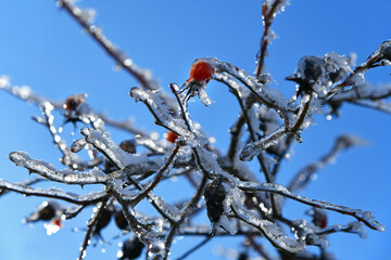 gefroren Hagebutten glitzern in der Sonne