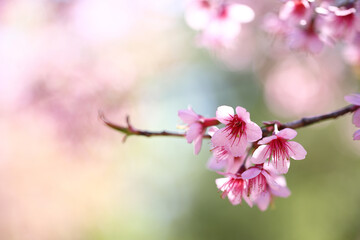 pink cherry blossom sakura flowers in close up - 775122822