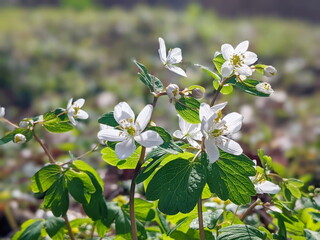 Spring in the wild in the forest is blooming Isopyrum thalictroides