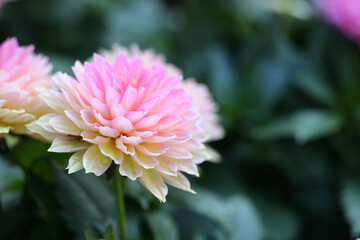 pink dahlia flower in close up - 775123263