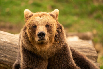 Obraz premium Brown bear lying down while resting. Before sunset. Portrait of a brown bear. Male. Green background, forest.