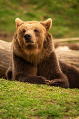 Fototapeta premium Brown bear lying down while resting. Before sunset. Portrait of a brown bear. Male. Green background, forest.
