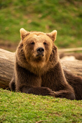 Obraz premium Brown bear lying down while resting. Before sunset. Portrait of a brown bear. Male. Green background, forest.