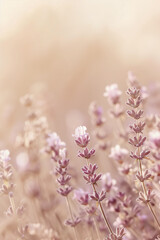 Lavender flowers on sun as abstract creative background.