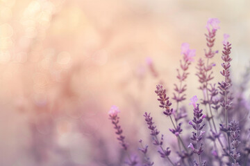 Lavender flowers on sun as abstract creative background.