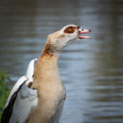 An adult male Nile or Egyptian goose (Alopochen aegyptiaca) cackles before taking flight - 775126485