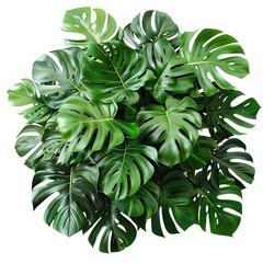 Monstera plant in pot on white background, perfect for adding a touch of greenery to your space. isolated on a Transparent Background. Generative AI