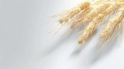 Golden wheat sheaves against a white backdrop, great for agricultural themes, bakery products, and harvest festivals.