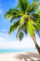 Tropical paradise beach with white sand and coconut palm tree in Phuket, Thailand. - 775130054