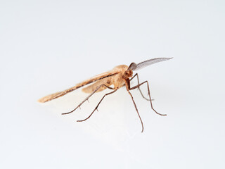 Brown nocturnal moth with large feathery antennae. Aspitates ochrearia
