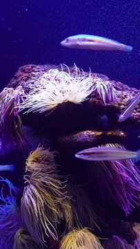 Rainbow wrasses and sea anemones. Aquarium with plants and tropical colorful fishes