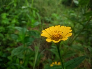yellow dandelion flower