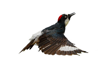 Acorn Woodpecker (Melanerpes formicivorus) Photo, in Flight on an Isolated Transparent PNG...
