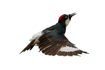 Acorn Woodpecker (Melanerpes formicivorus) Photo, in Flight on an Isolated Transparent PNG Background