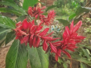 Red amazon flower