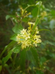 Yellow flower between leaves