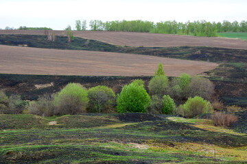 Fototapeta na wymiar a field with a green bushes and a field after fire copy space 