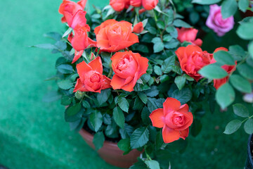 Rose bush in flower pot on green floor. Red flowers. Landscaping of house of household plot