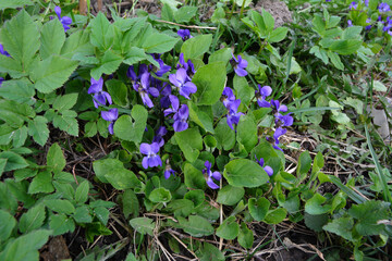 Viola odorata (sweet violets) fresh flowers in the garden in spring