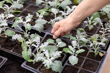 Cineraria seedlings in plastic containers in a garden store. The buyer's hand chooses plants for landscaping. Silver Ragwort, a perennial plant belonging to the Asteraceae family