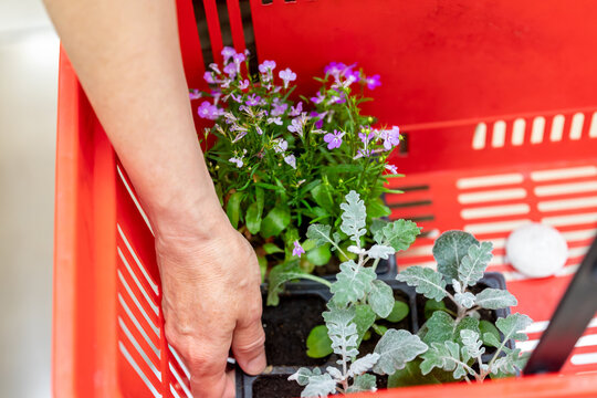 Buying plants for landscaping. Hand puts cineraria seedlings in red basket. Silver RagWort, perennial plant belonging to Asteraceae family