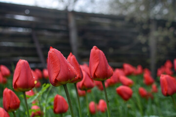 Bright red tulips with fresh green leaves on the background of a wooden fence. Dutch tulips bloom in spring.