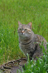 Naklejka na ściany i meble A beautiful homeless cat sits in the nature in the grass. Sunny day. Close-up, blurred background.