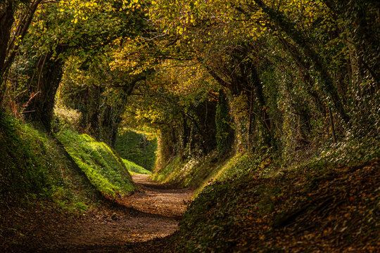 Old Roman road near Halnaker in South Downs