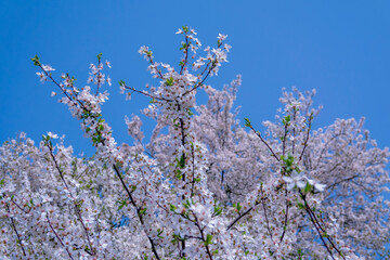 Blooming Apple Tree. Apple Tree with White Flowers Against a Blue Sunny Sky. Blooming Fruit Tree Bathed in the Rays of the April Sun. Spring in the Garden. - 775136896