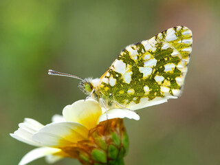 Green, white and yellow butterfly on a beautiful daisy flower in a natural environment. Western Dappled White. Euchloe crameri © Macronatura.es