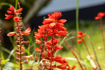 Beautiful red Scarlet sage (Salvia splendens) flower blooming in the garden with blurred background. Salvia is a tropical perennial, but it's usually grown as an annual. 