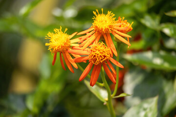 Beautiful Mexican Flame Vine flower blooming in the garden. It is also known as Orange Glow Vine...